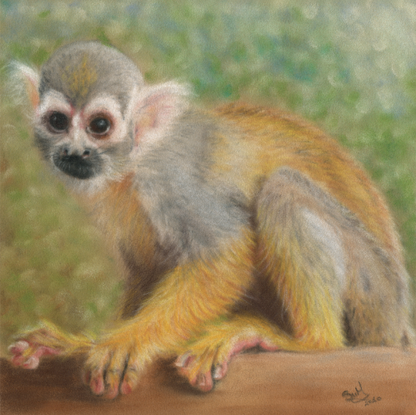 Squirrel Monkey
