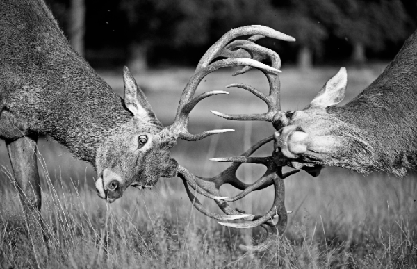 Rutting Youngsters