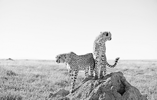 Serengeti Siblings