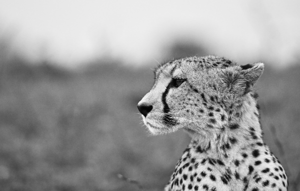 Alert and Aware BW