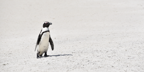 Penguin Paradise
