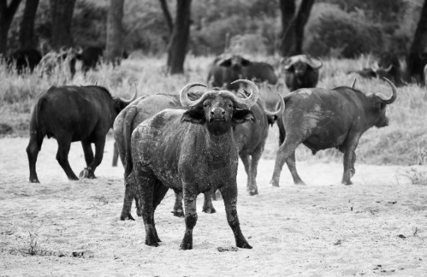 Buffalo Attitude