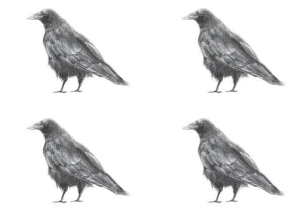 Crow