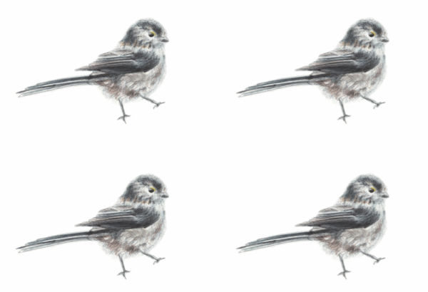 Long-tailed Tit