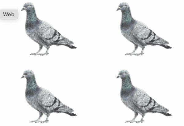 Pigeon