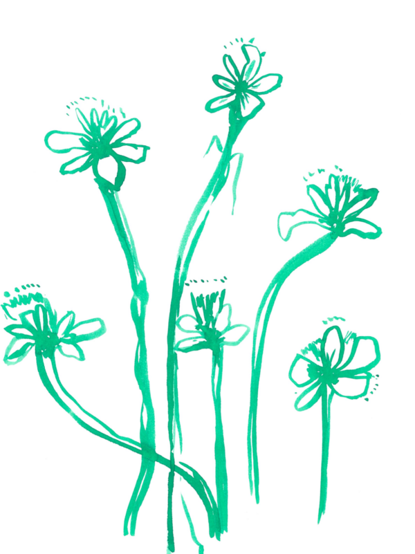 Daffodils