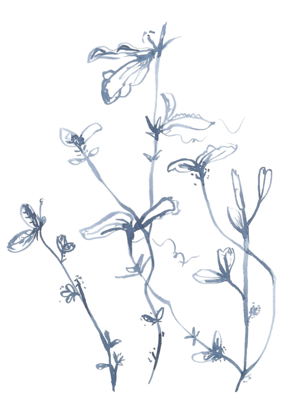 Wild Flowers