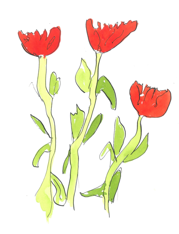 Tulips