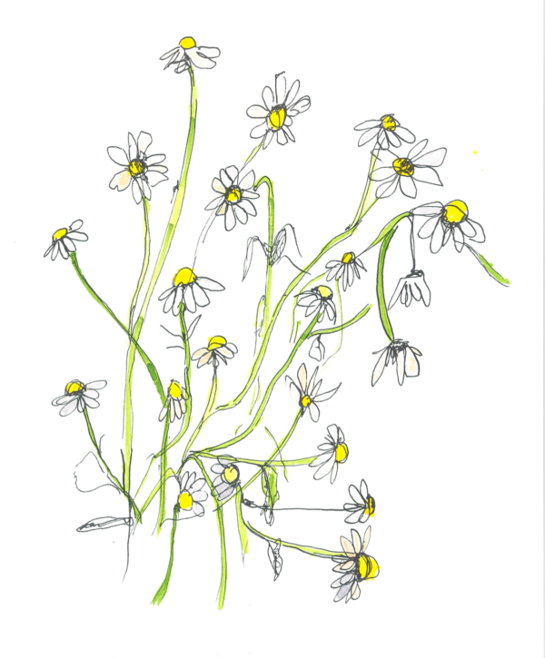 Daisies