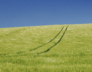 Green_Field