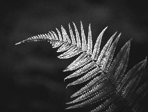 Illuminated_Fern