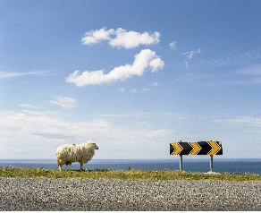 Sheep