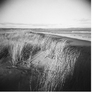 Dune Grass