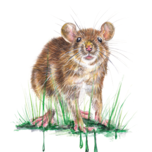 Rat