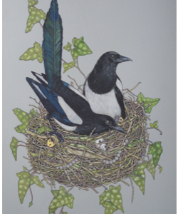 Magpies