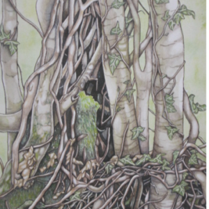 Birch Woodland
